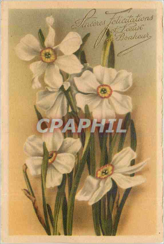 CPA Sinceres Felicitations et Voeuse de Bonheur Fleurs