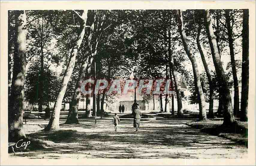 CPM Alencon La Grande Allee du Jardin Public 