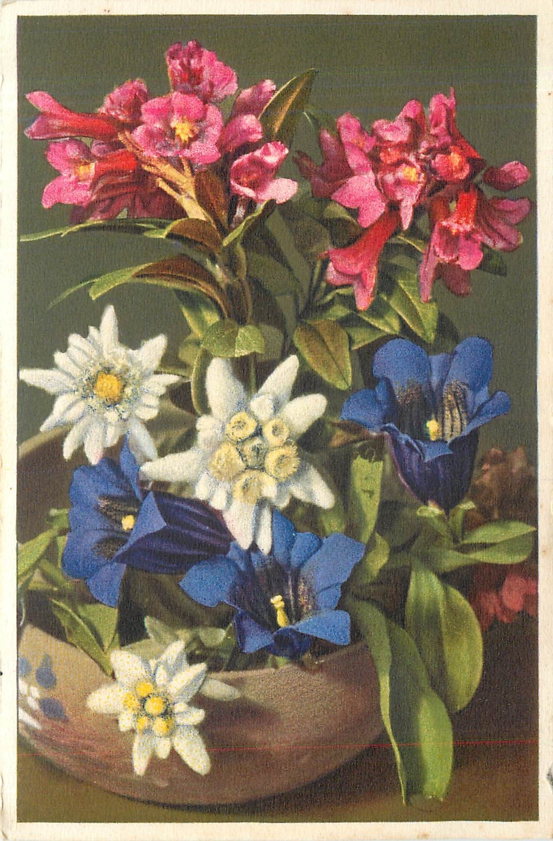 CPA Rhododendron Ferrugineum Leontopodium alpinum Edelweiss 