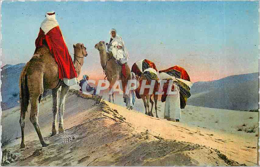 CPM Caravare dans le desert Chameaux