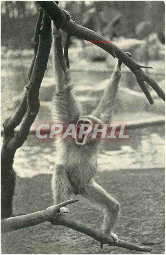 CPM PARIS PARC ZOOLOGIQUE Un Gibbon à main blanche Singe