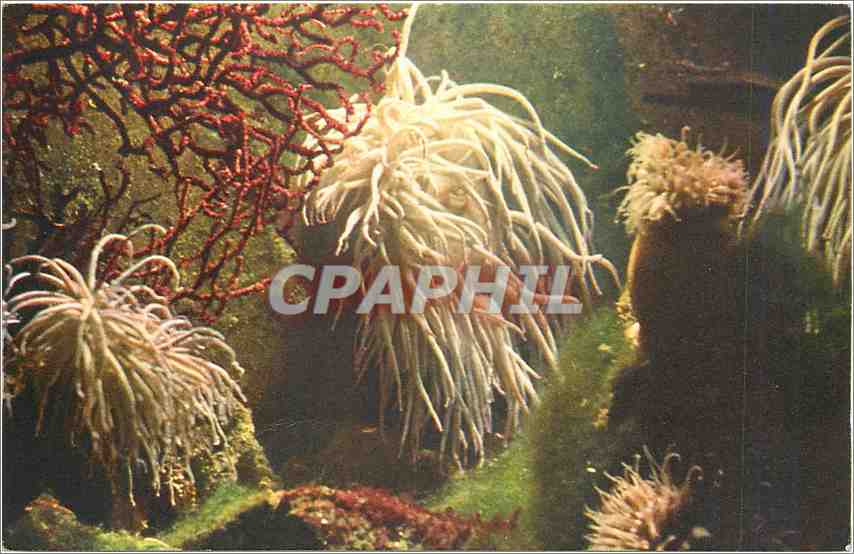CPM PARIS COMITE NATIONAL DE L'ENFANCE ANEMONE DE MER