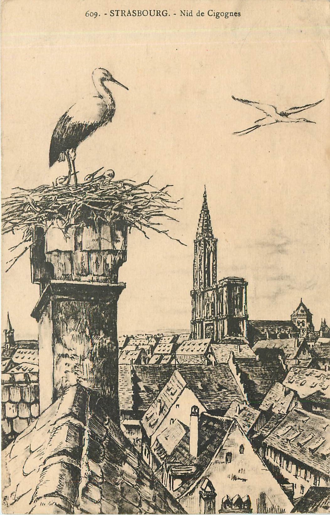 CPA STRASBOURG - Nid de Cigognes