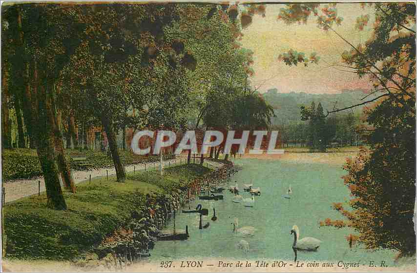 LYON — Parc de la Tête d'Or — Le coin aux Cygnes — B. R. — n° 237