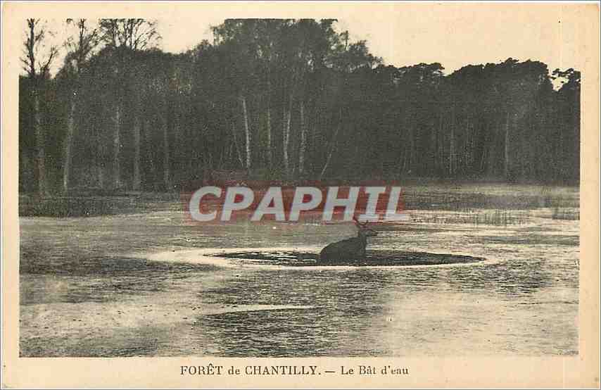 CPA Foret de Chantilly La bat d'eau Cerf Biche Chasse
