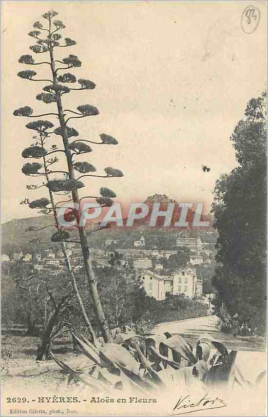 CPA HYERES Aloes en Fleurs