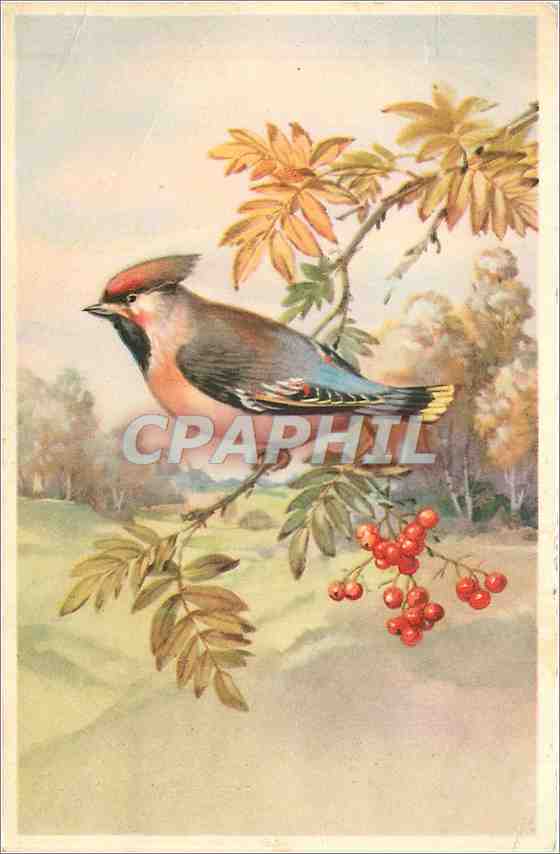 CPA VŒUX Oiseau