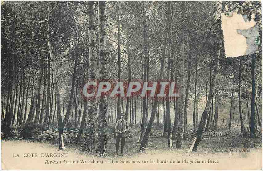 CPA LA COTE D'RGENT Ares(Bassind'Arcachon)-Un Sous -bois sur les bords de la Plage Saint Brice