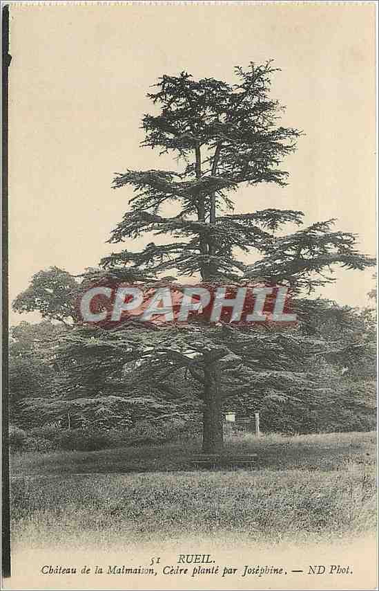 CPA Rueil Chateau de la Malmaison Cedre plante par Josephine 