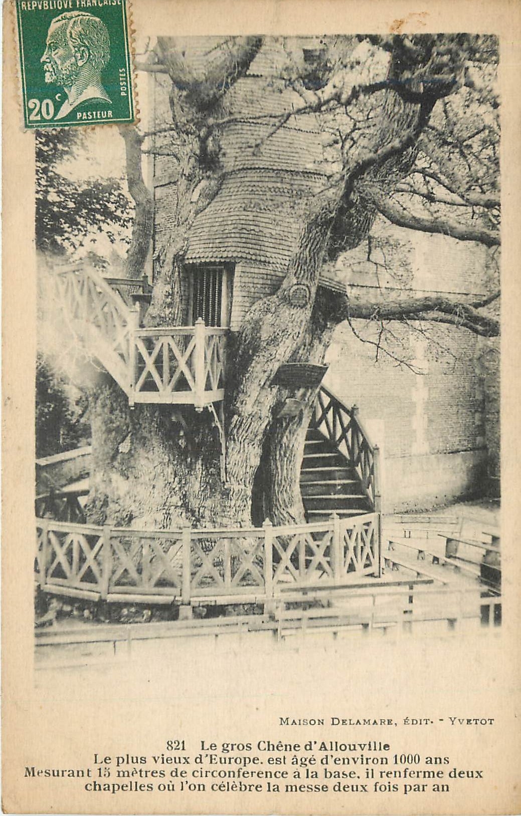CPA Maison Delamare Le gros Chene d'Allouville Le plus vieux d'Europe 