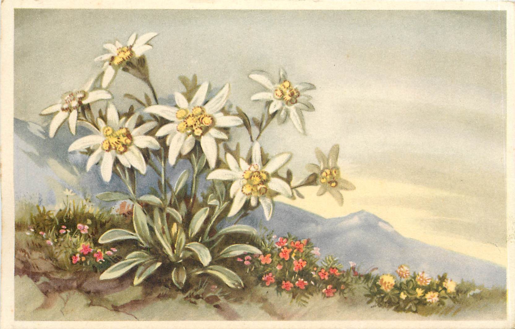 CPA VŒUX Fleurs