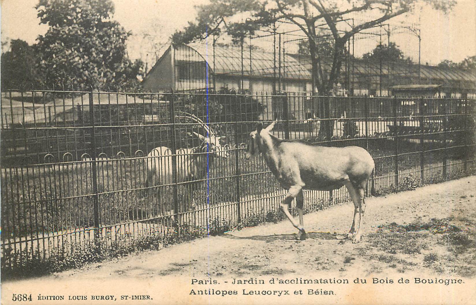 Antilopes Leucoryx et Béïsa — Jardin d'acclimatation du Bois de Boulogne — Édition Louis Burgy, St-Imier, n°5684