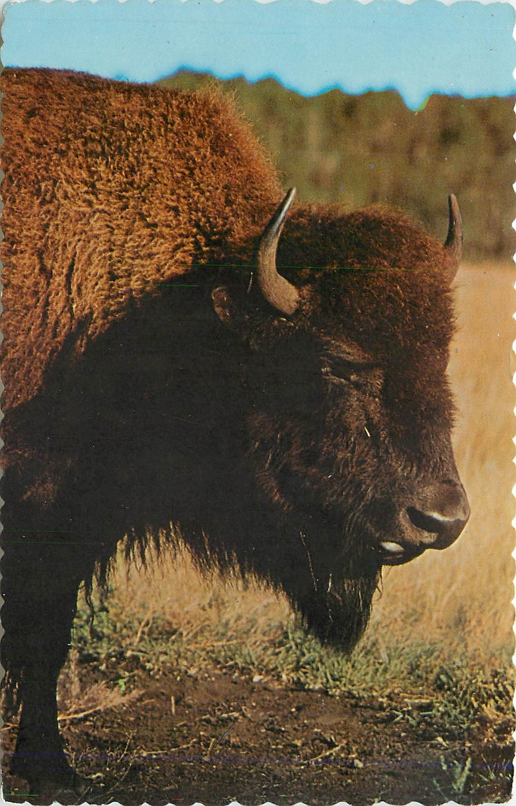 CPM BISON DE L'OUEST "A BIG FELLA" CANDIAN BUFFALO OR BISON