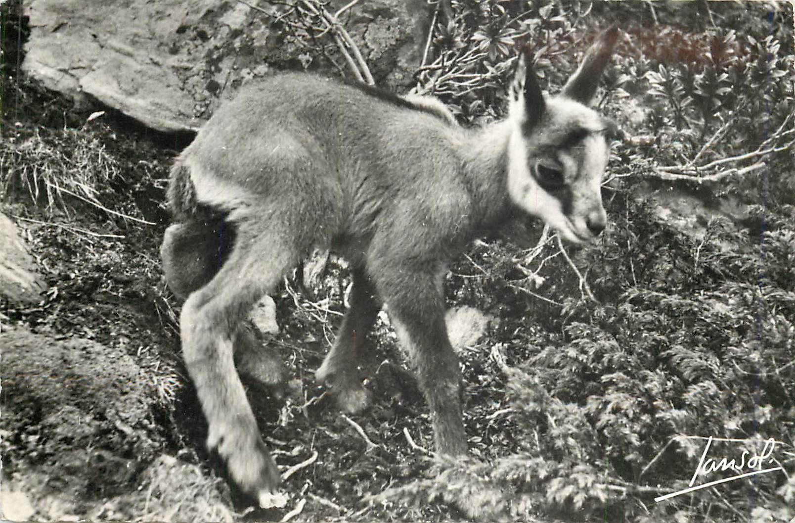 CPM Les animaux de la Montagne-petit Chamois