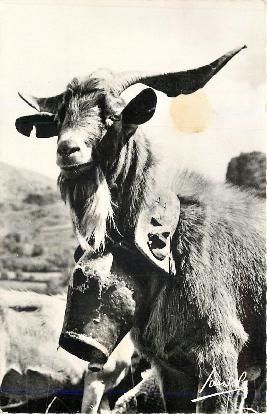 CPM Les animaux de la Montagne-le prince du troupeau Bouc Chevre