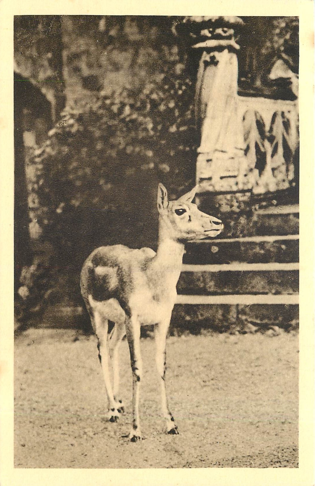 CPA PARC ZOOLOGIQUE DE CLERES(S-inf) Antilope