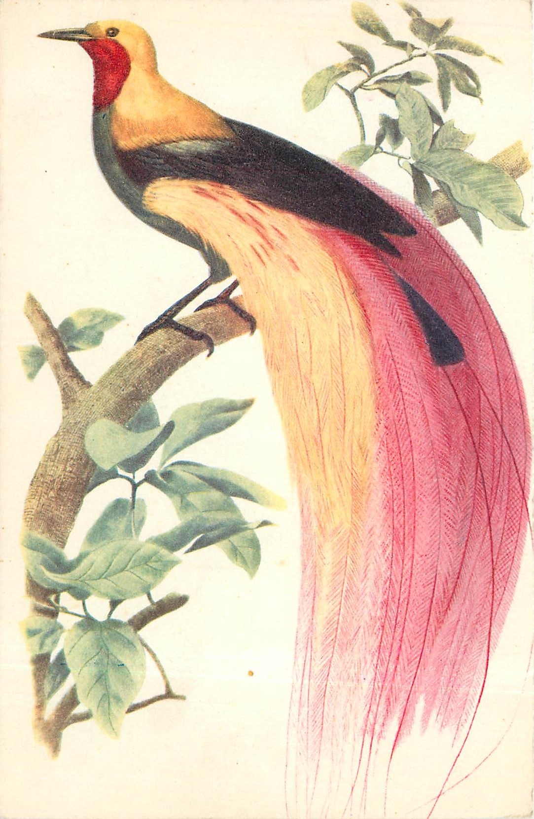 CPA COMITE NATIONAL DE L'ENFANCE-PARADISIER GRAND-EMEURAUDE Oiseau