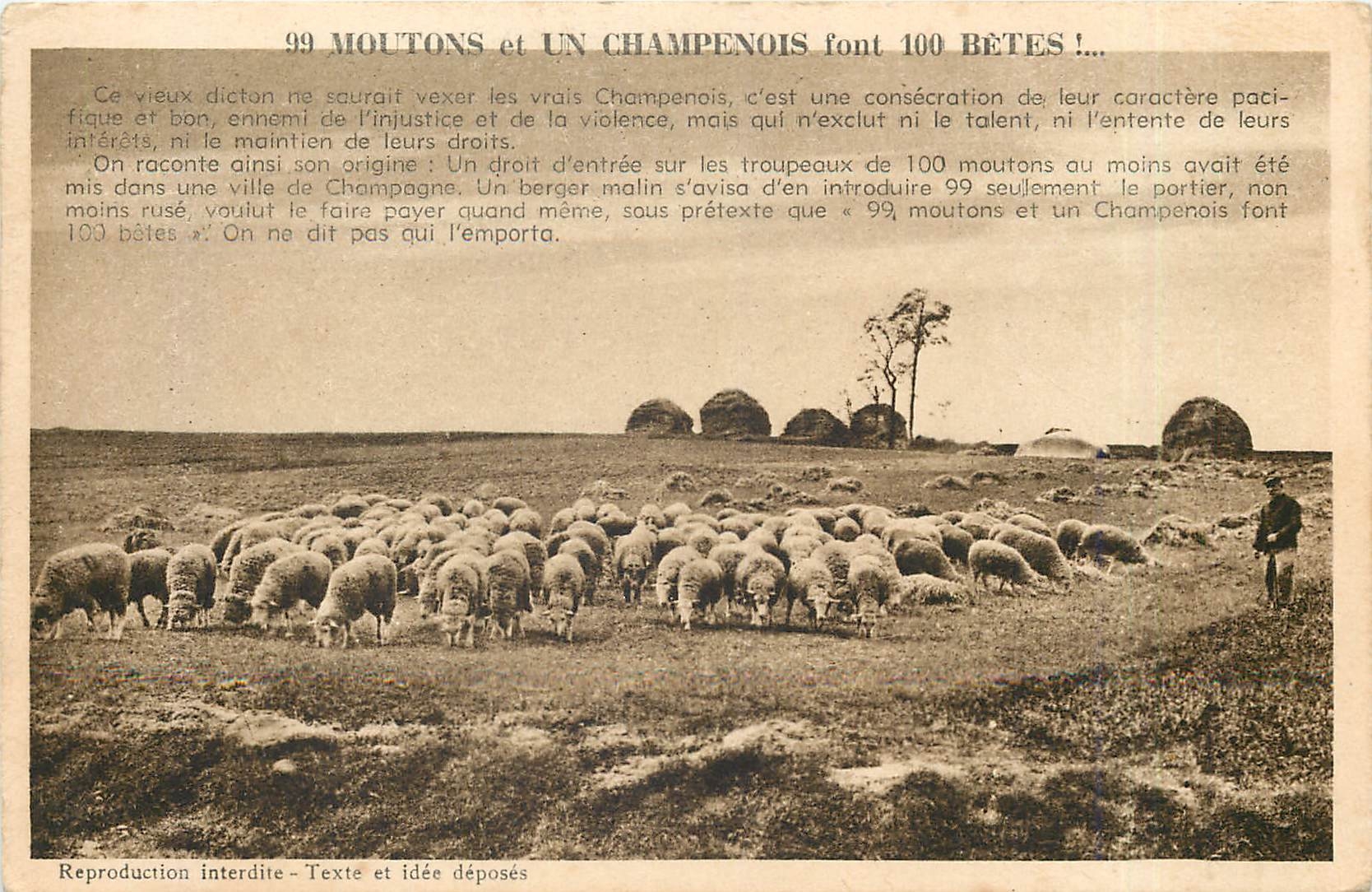 99 MOUTONS et UN CHAMPENOIS font 100 BÊTES ! — Éditeur CPAPHIL, n° de série non visible