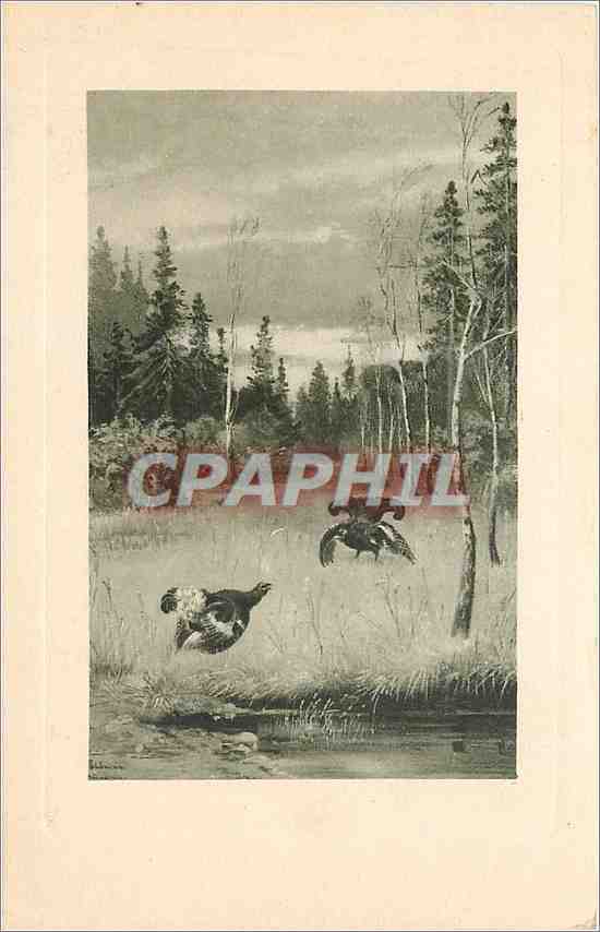 CPA OISEAUX