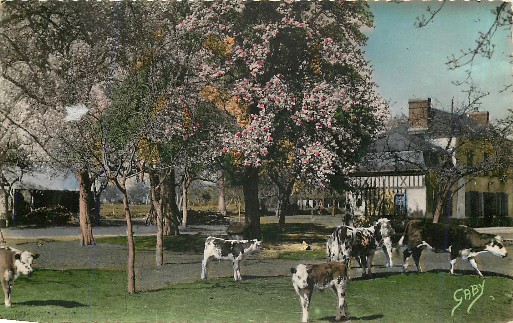 CPM LA NORMANDIE-Pommiers en fleurs et poiriers blancs Vaches