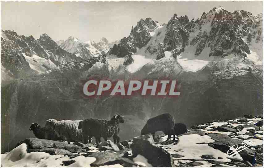 CPM PAYSAGES ALPESTRES-Haute Montagne Moutons