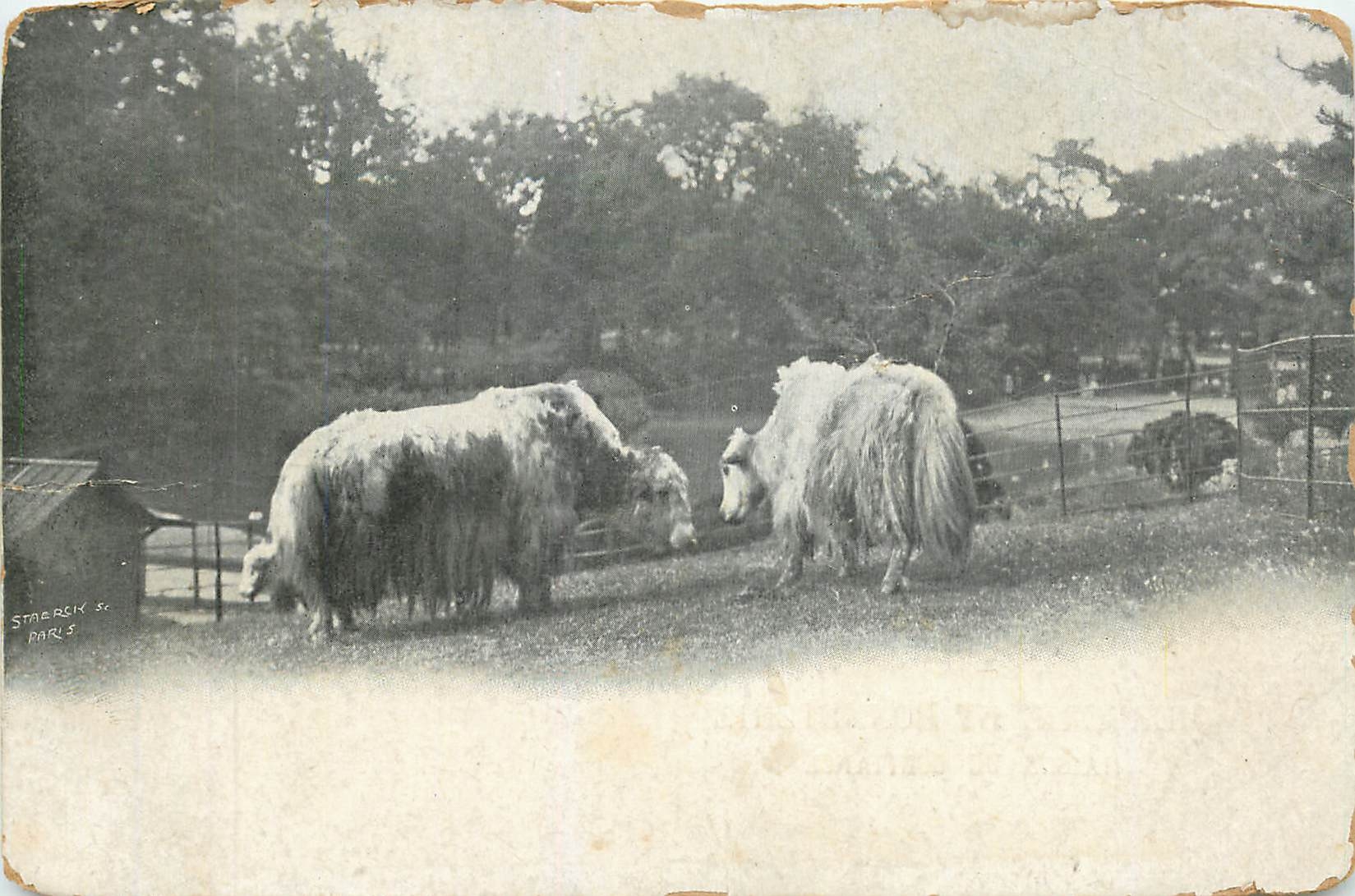 CPA ANIMAUX Vaches St Antoine de Padoue Rue de la Barre Dieppe 