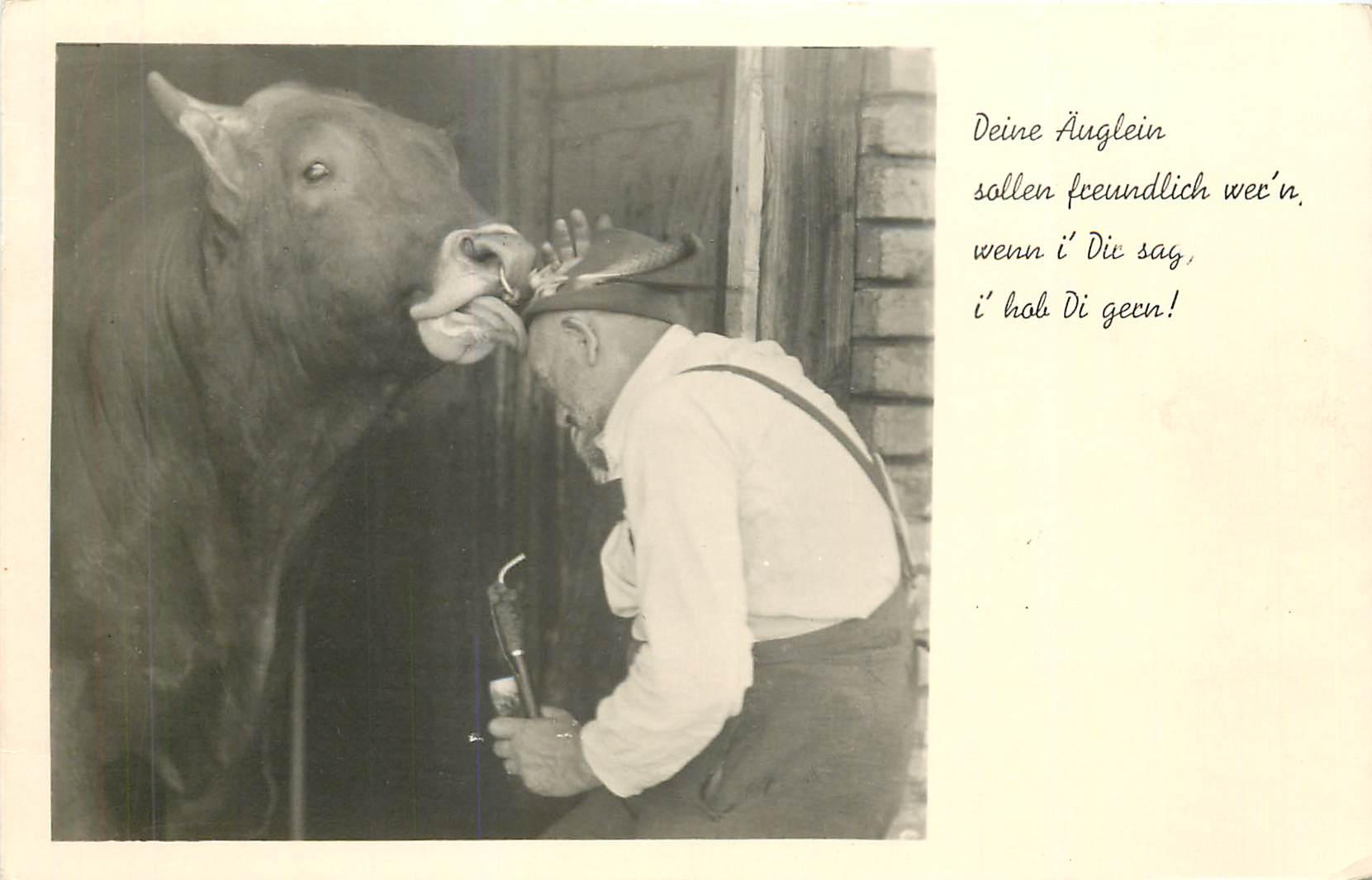 CPA ANIMAUX Vache