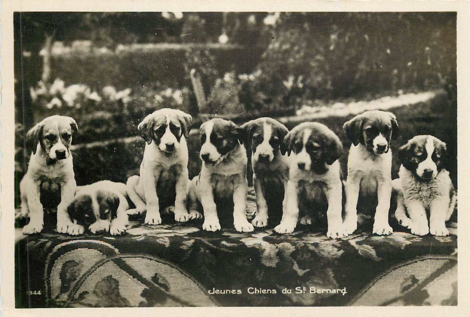 Jeunes Chiens du St Bernard — série 344 — Édition Art Pertusset, S.A., Lausanne