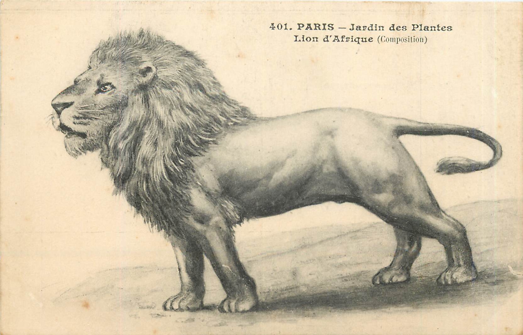 CPA LION-PARIS-JARDINS DES PLNTES -LION D'AFRIQUE