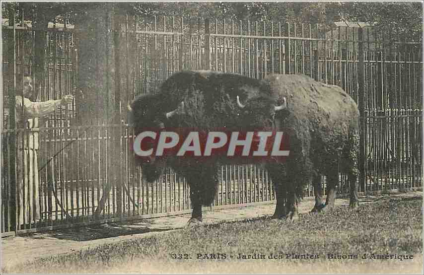 Paris - Jardin des Plantes - Bisons d'Amérique — Moreau Frères, édit., 153, rue Saint-Honoré, Paris
