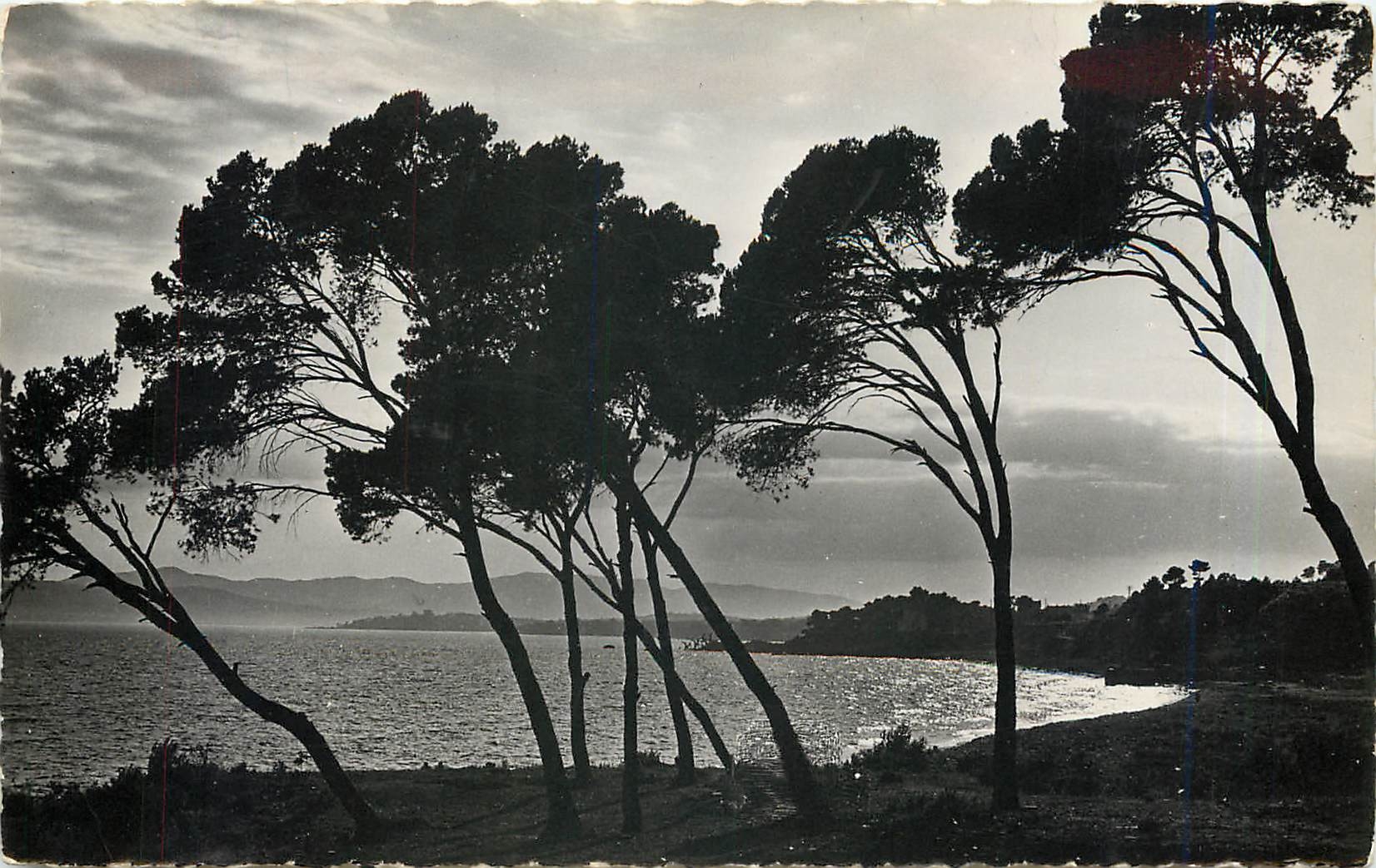 CPM La Cote d'Azur coucher de soleil a travers les pins parasols 