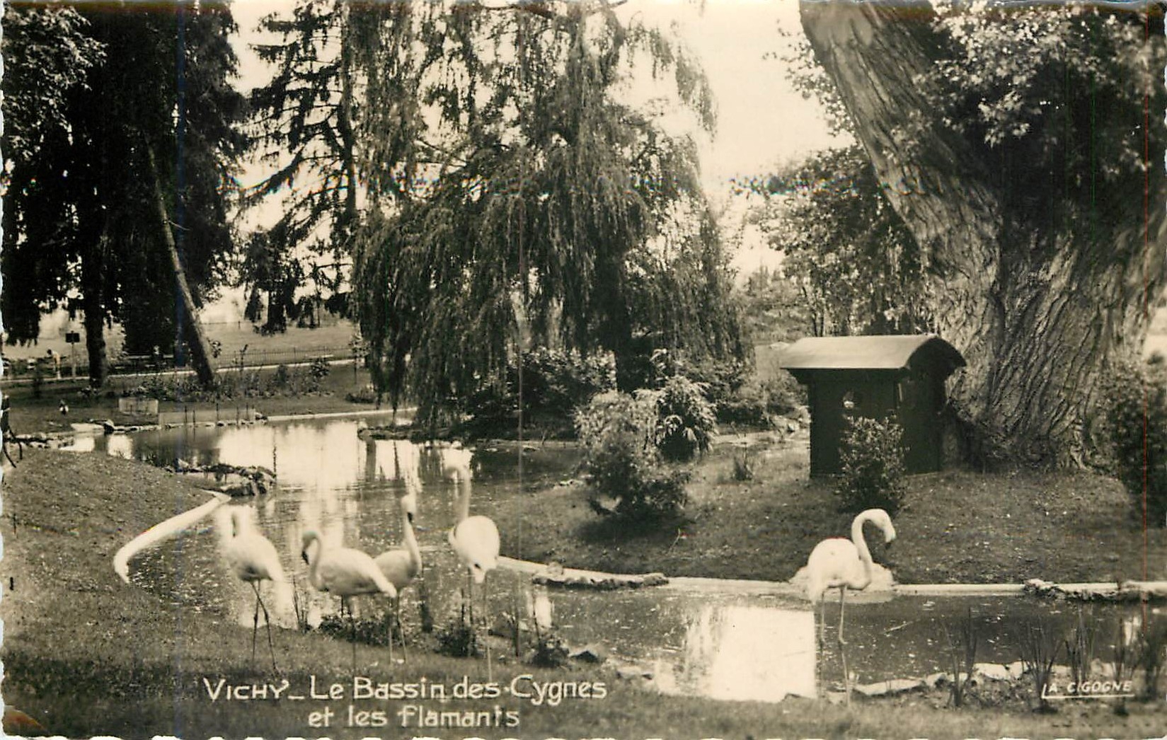 CPA Vichy le bassin des Cygnes et les flamants 