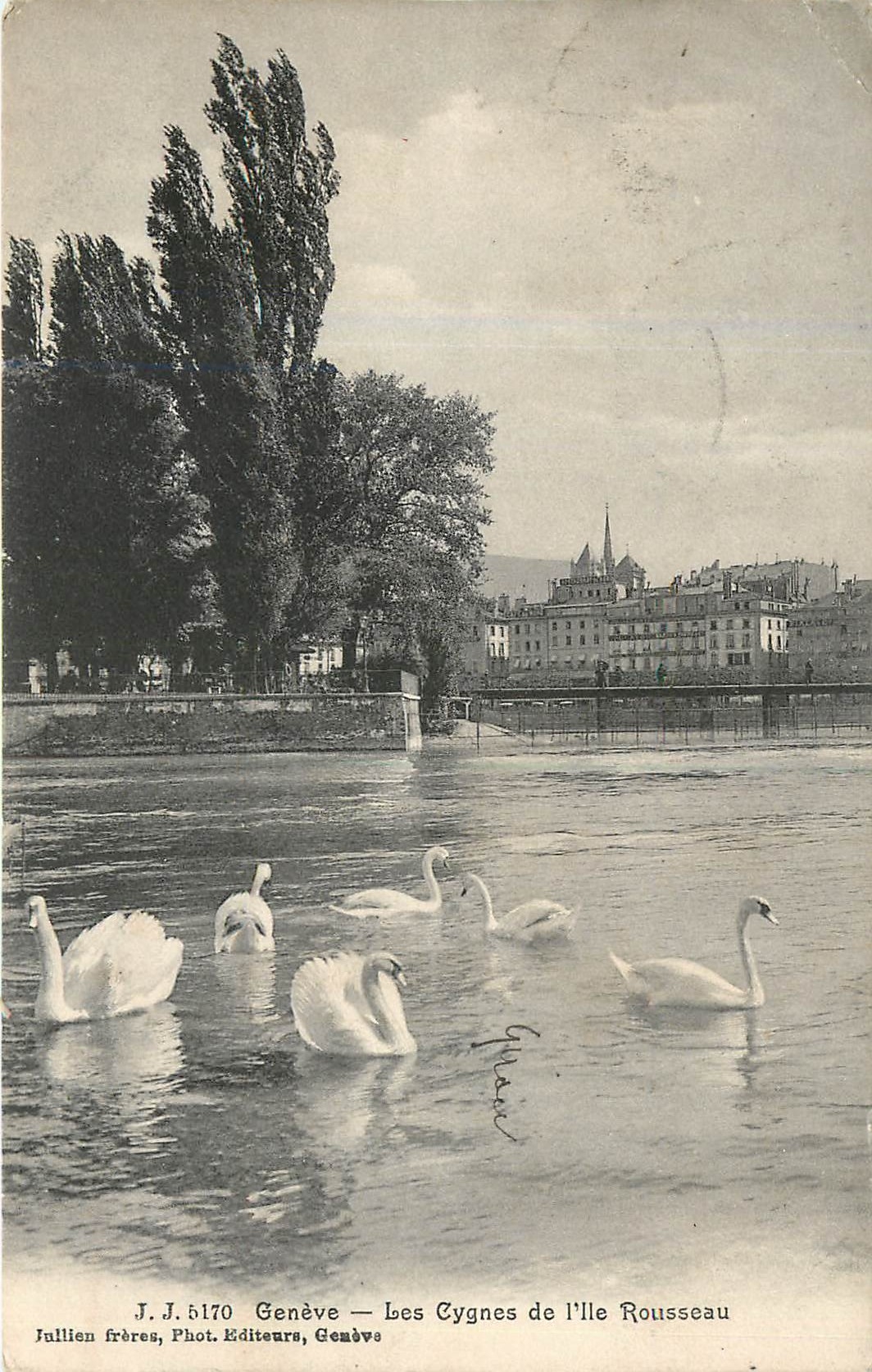 CPA Geneve les Cygnes de l'Ille Rousseau 