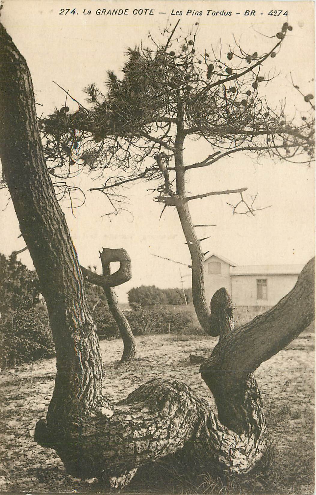 CPA La Grande Cote les pins tordus 