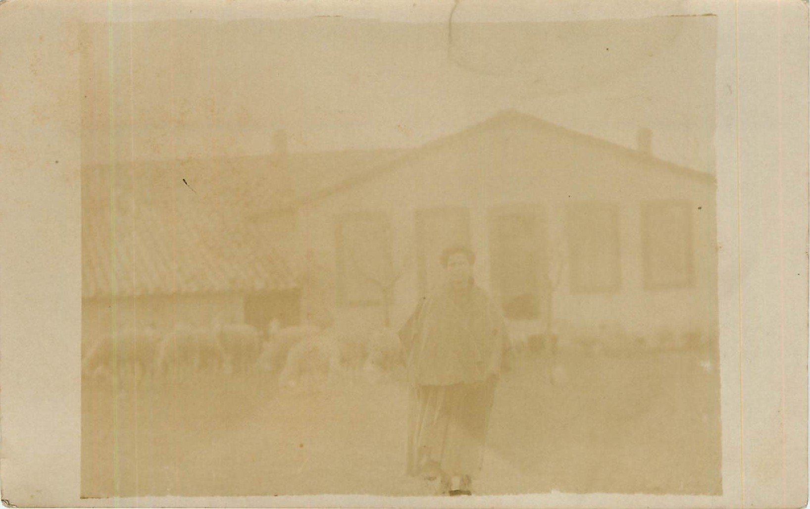 CARTE PHOTO Femme Moutons