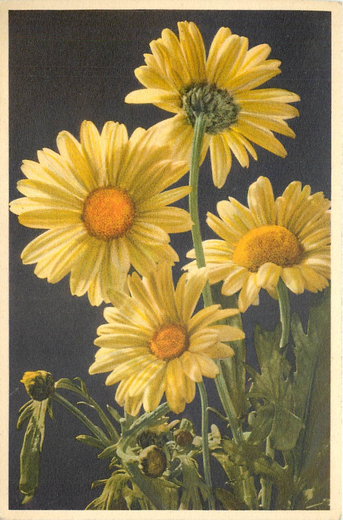 CPA Chrysanthemum seglum L Fior d'Oro Corn Marygold Fleurs