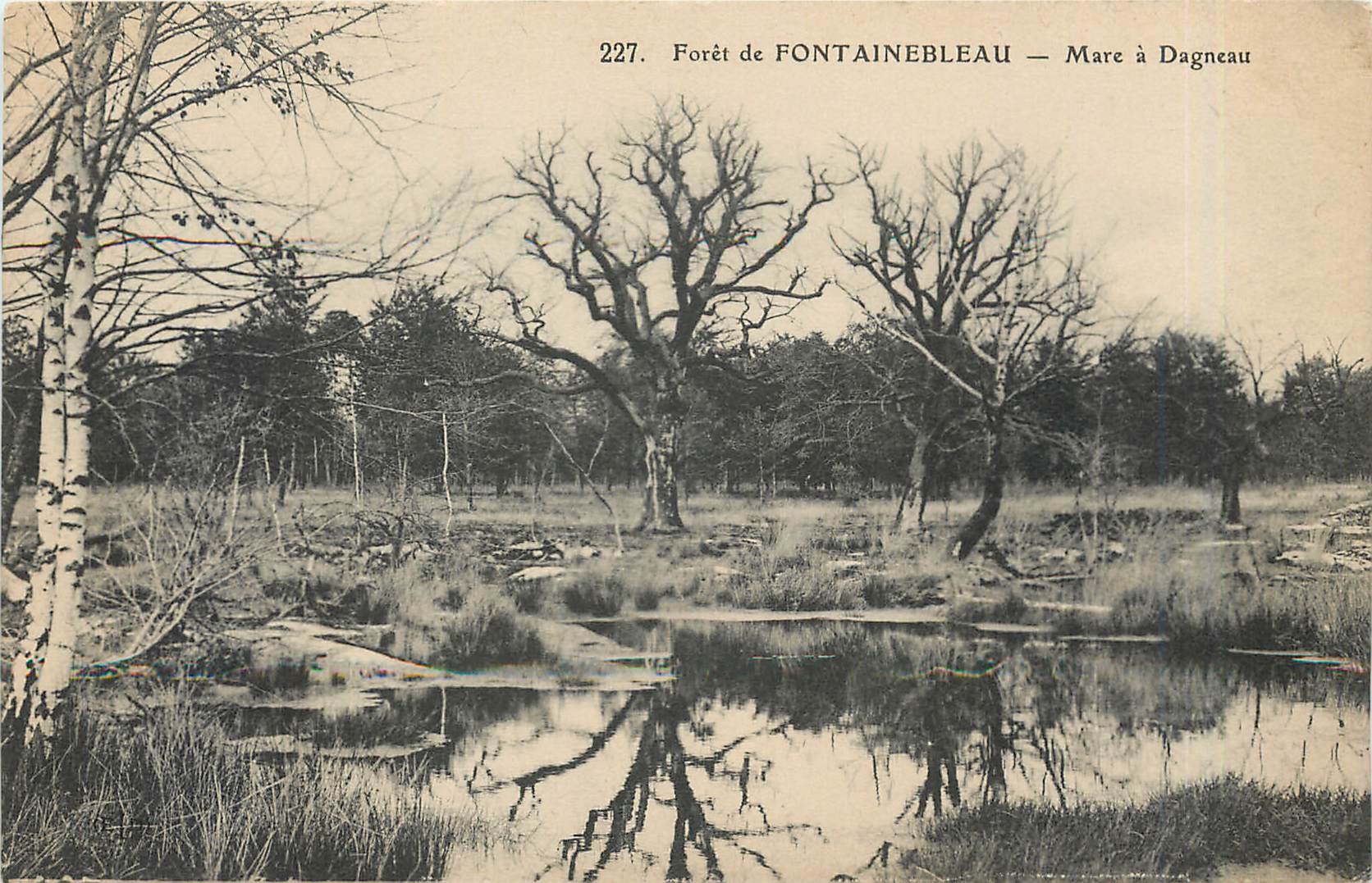 Wald von FONTAINEBLEAU — Mare à Dagneau — n° 227