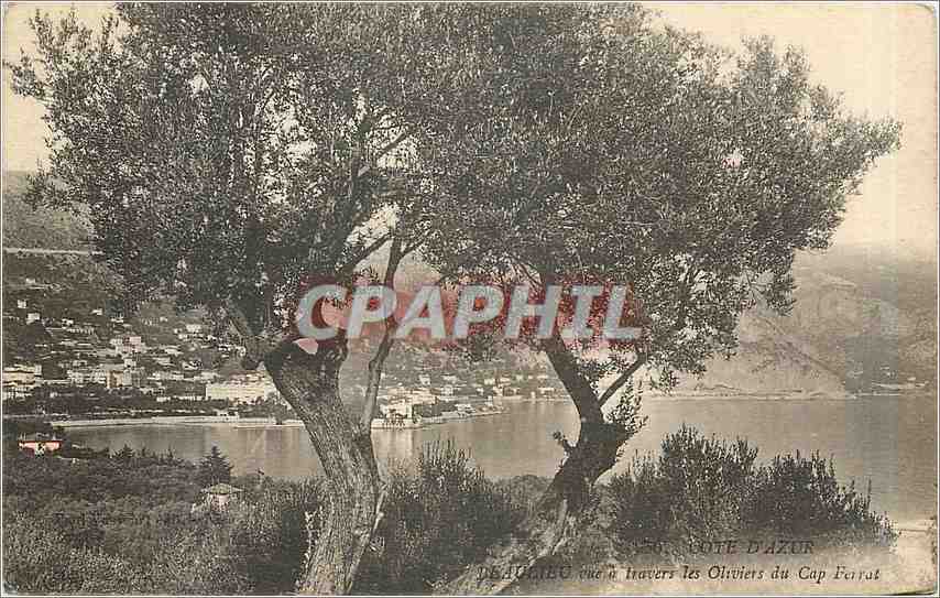 CPA Beaulieu vue a travers les Oliviers du Cap Ferrat 