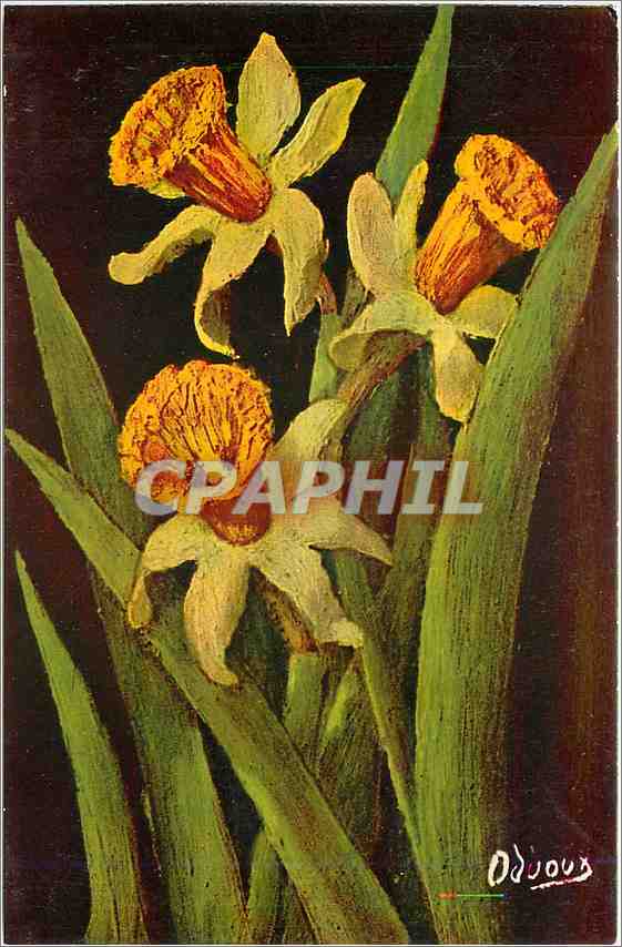 CPA Narcissus Bicolor Jonquilles Fleurs