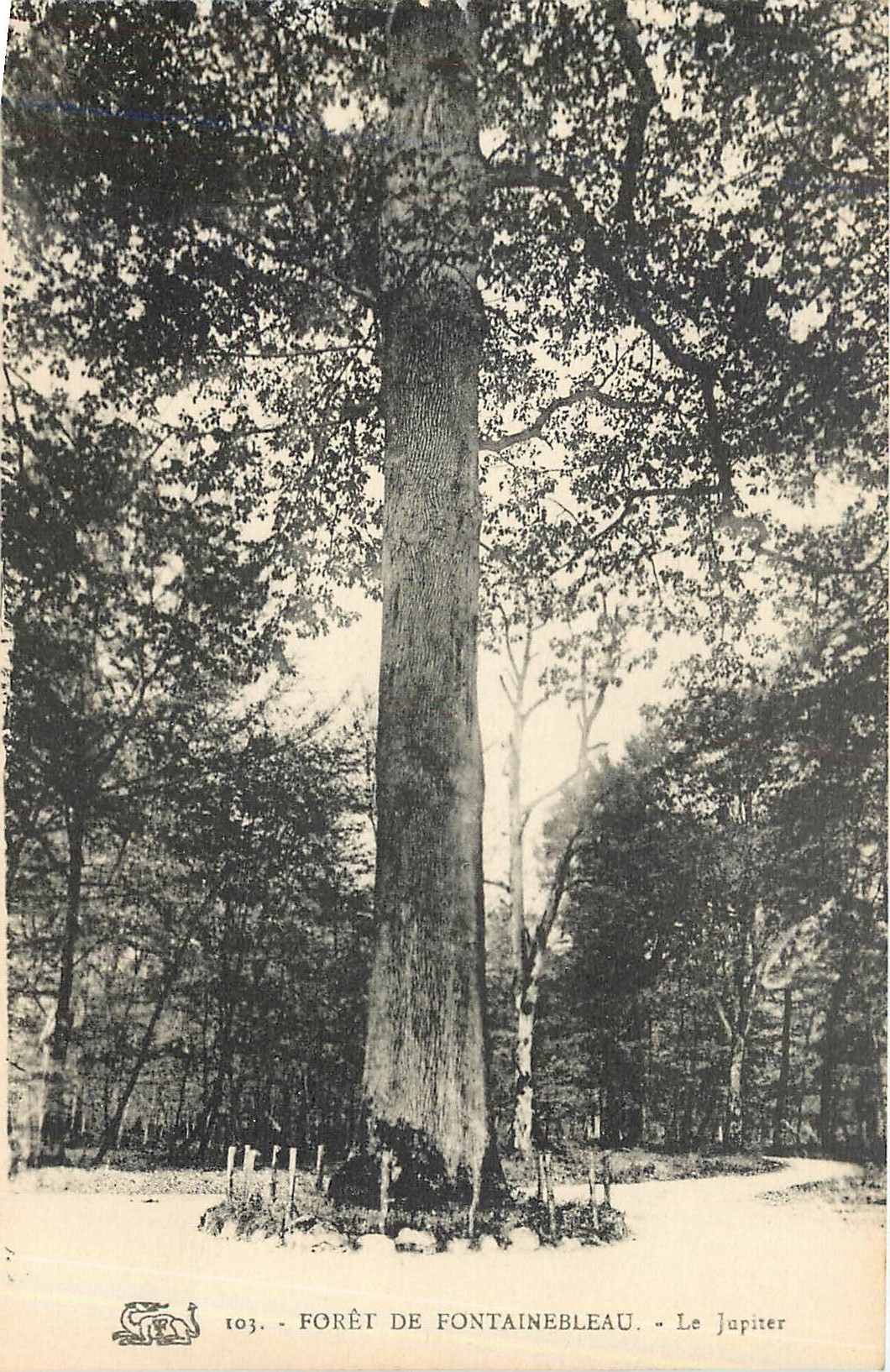 CPA Foret de Fontainebleau Le Jupiter 