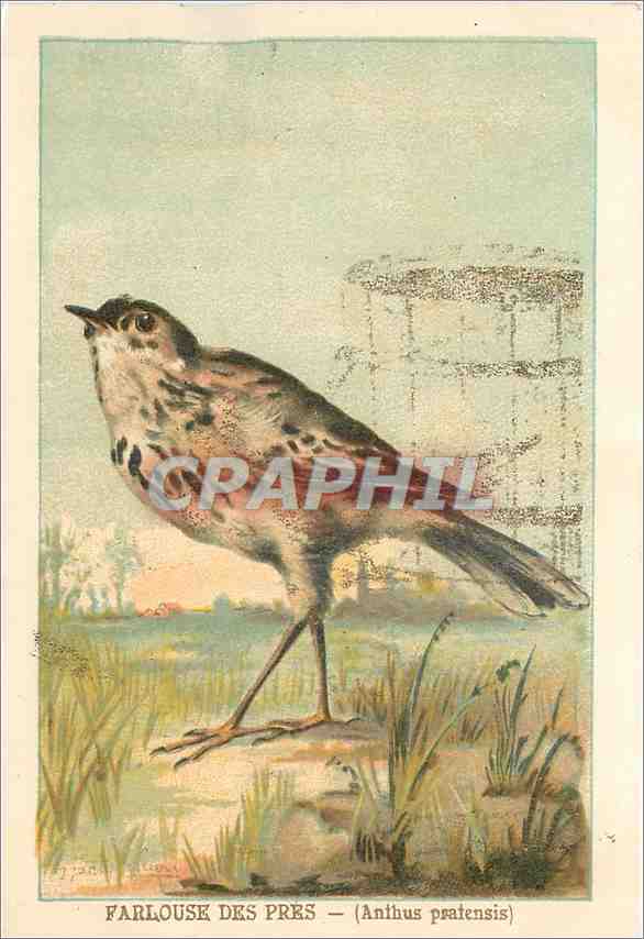 CPA Farlouse des Pres Anthus Pratensis 