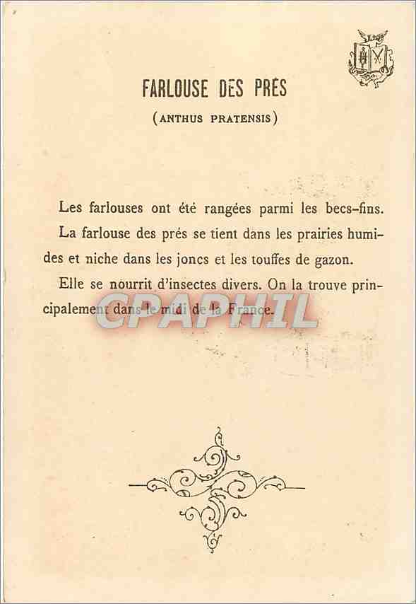 CPA Farlouse des Pres Anthus Pratensis  — Rückseite
