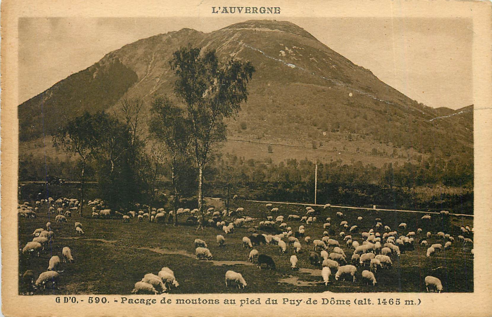 CPA L'Auvergne Pacage de moutons au pied du Puy de Dome