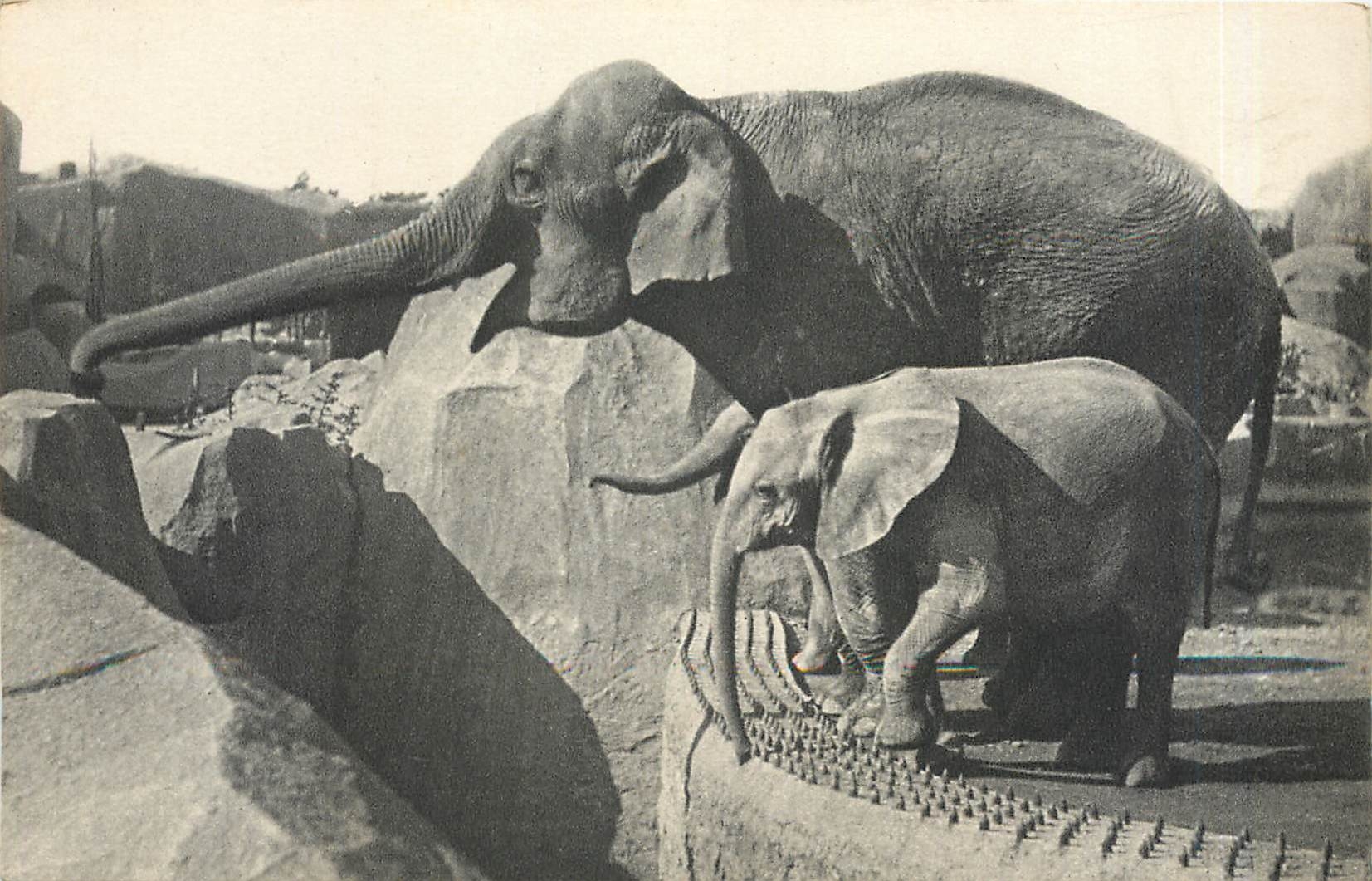 CPA Un Elephant d'Asie femelle et Micheline jeune Elephant d'Afrique 