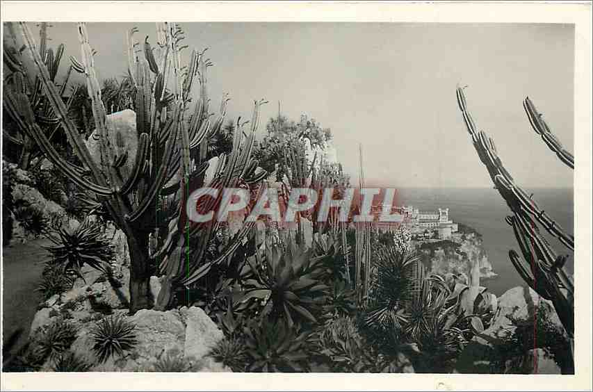 CPM Jardin exotique de Monaco cereus Validus et divers Aloes Agaves et Yuccas divers 