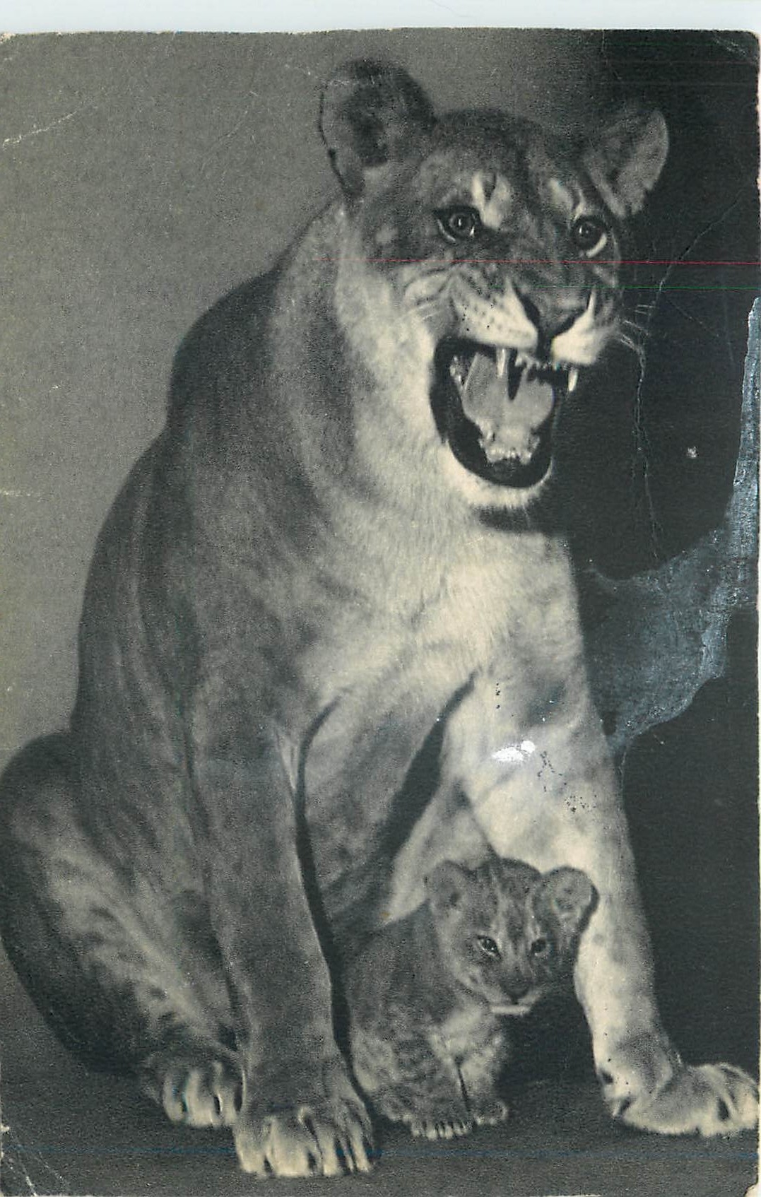 CPA Comite national de l'Enfance une Lionne et son petit parc zoologique du bois de Vincennes 