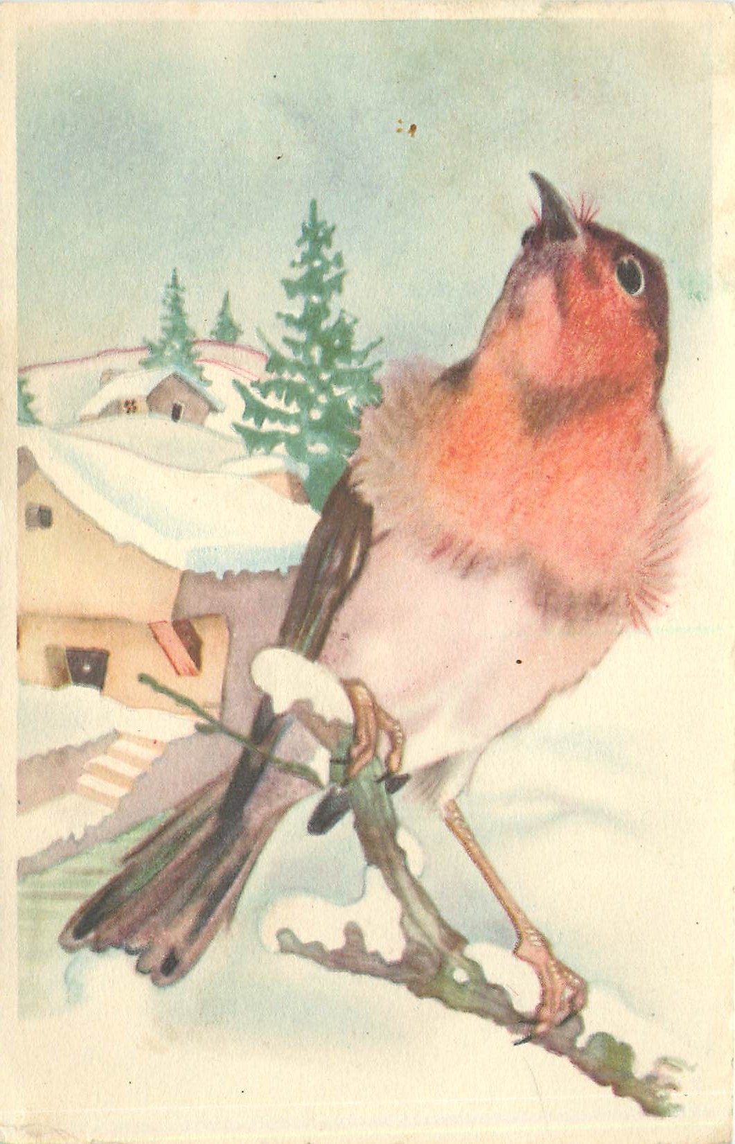 CPA Oiseau