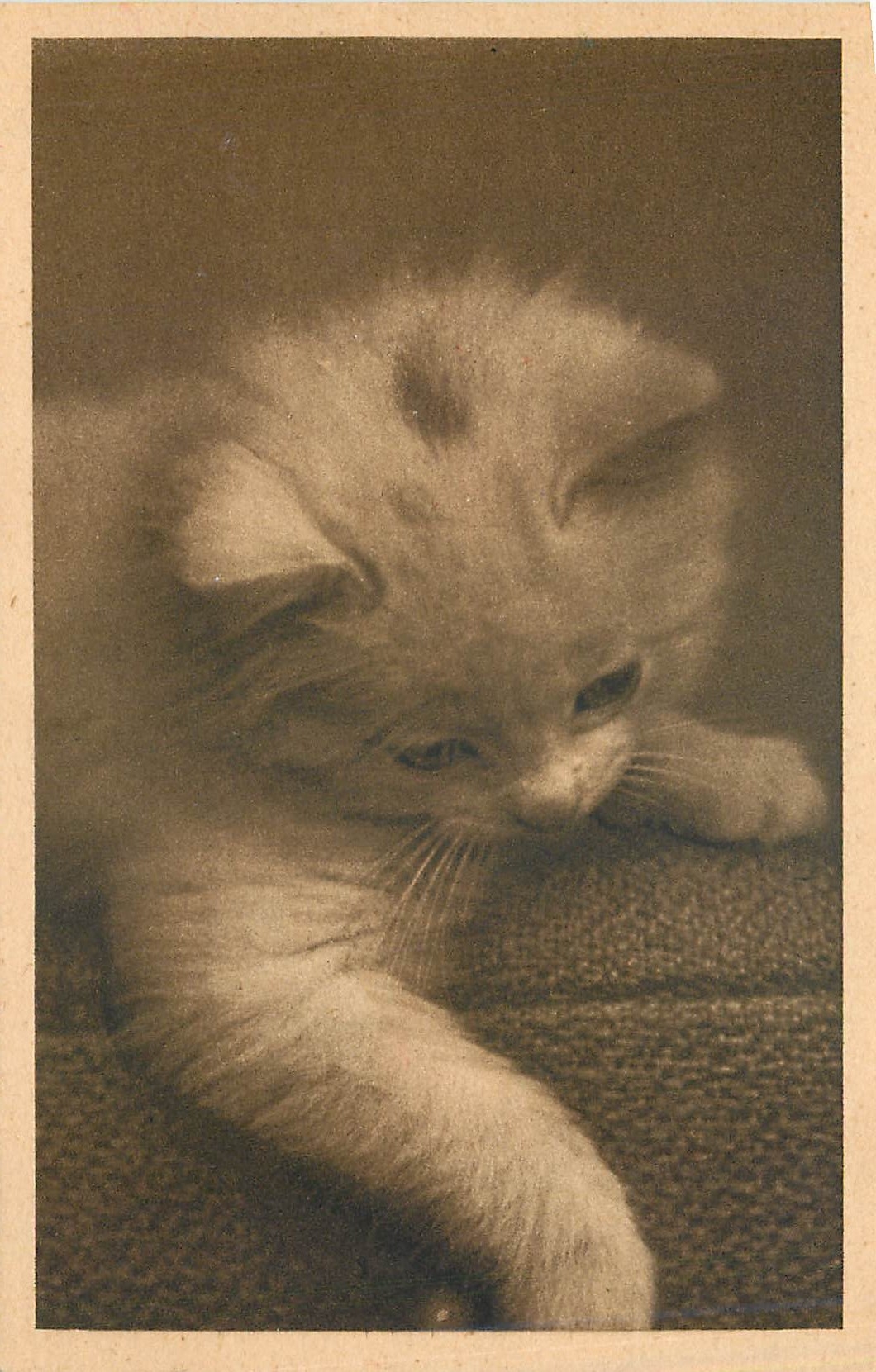CPA Chat Chaton