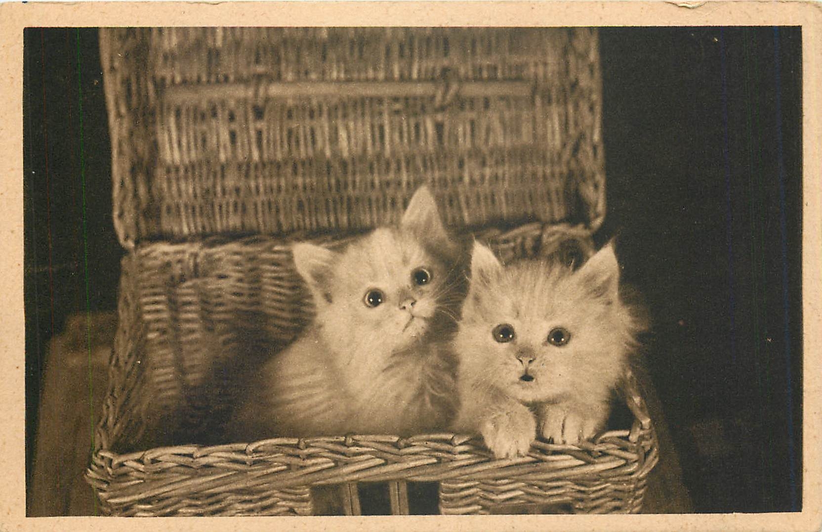 CPA Chats Chatons