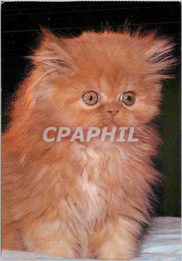 CPM Chat Persan roux 
